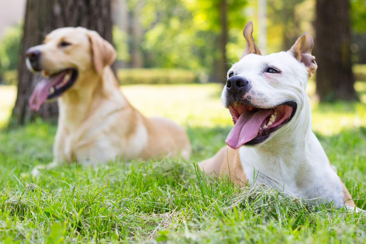 Un chien et son maitre dans un parc