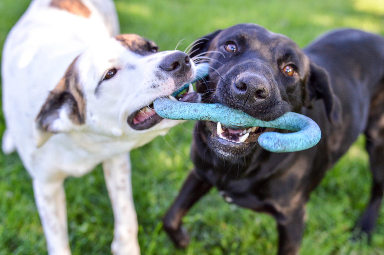 Deux chiens sur l'herbe tenant en gueule le même jouet.