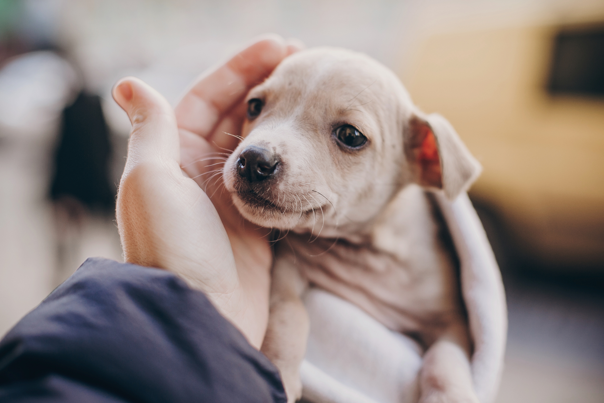 Chiot recevant une caresse.