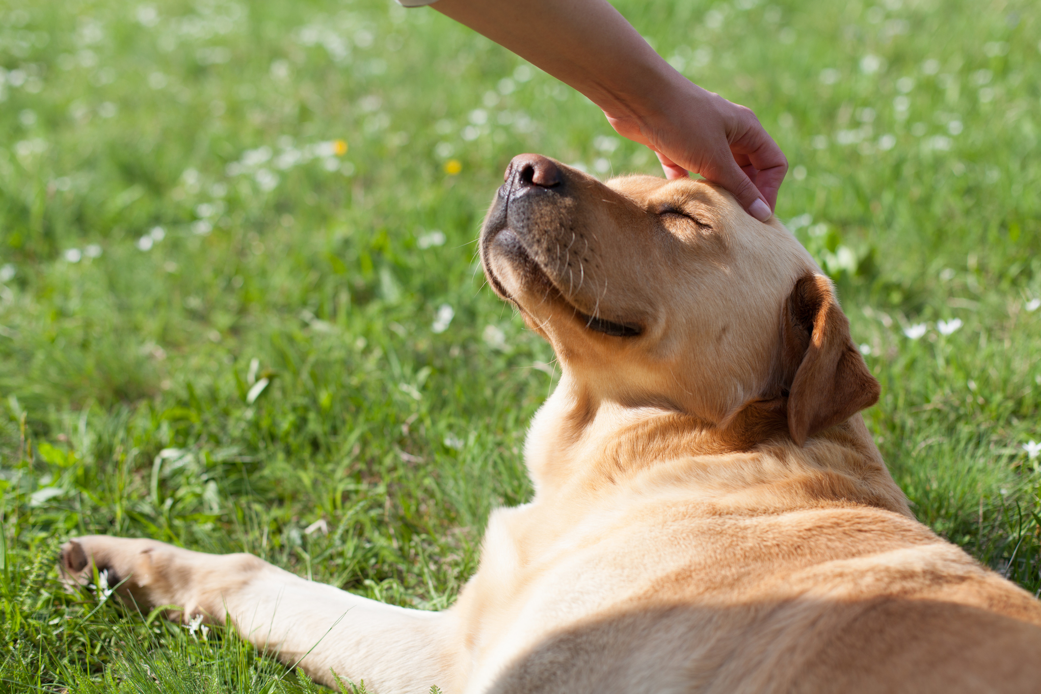 Chien allongé dans l'herbe recevant une caresse sur la tête.
