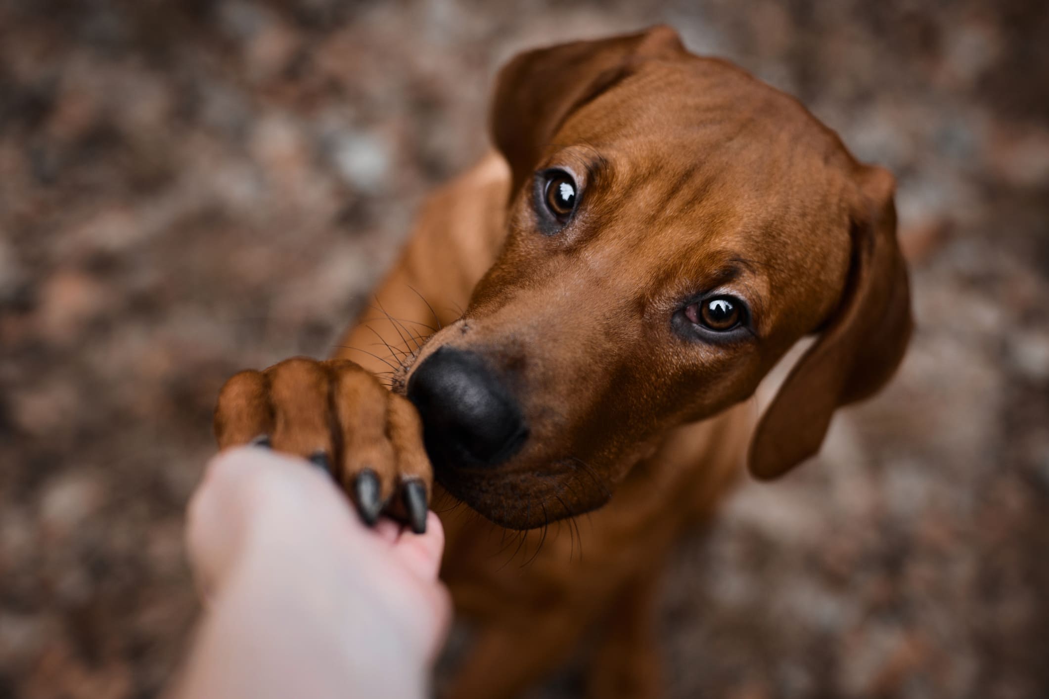 Chien regardant vers l'horizon en pleine nature