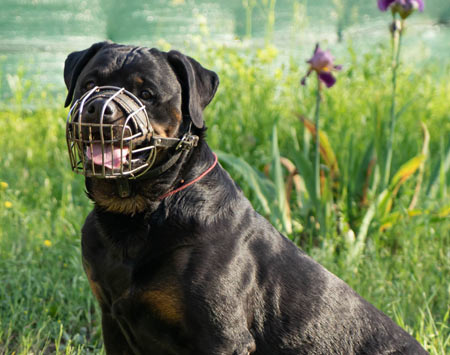 Chien regardant vers l'horizon en pleine nature