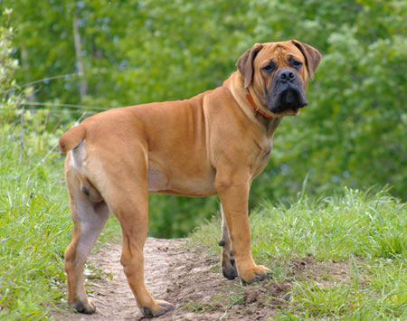 Un chien arrété sur un sentier nous regarde