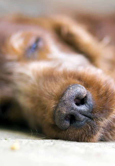 Chien regardant vers l'horizon en pleine nature
