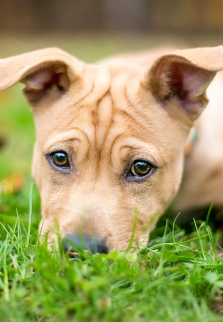 Chien regardant vers l'horizon en pleine nature