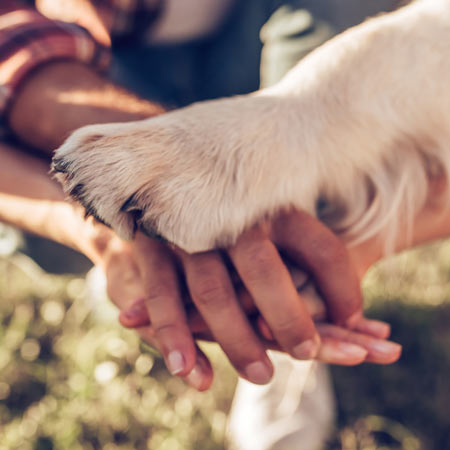 une patte de chien sur des mains humaines