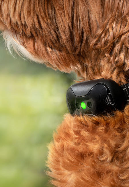 Chien regardant vers l'horizon en pleine nature