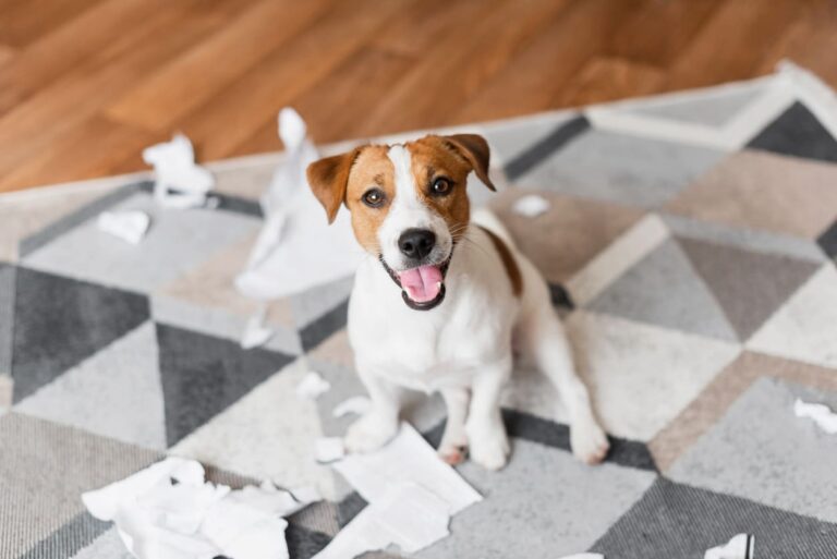 Chien qui détruit du papier