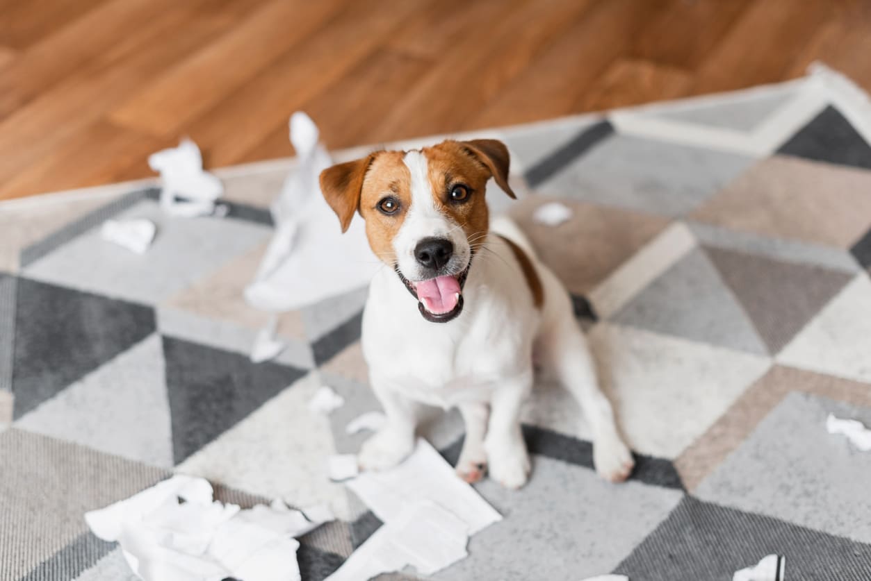 Un Jack Russel, assis sur un tapis et entouré de papiers déchirés, regarde le photographe d'un air joyeux.