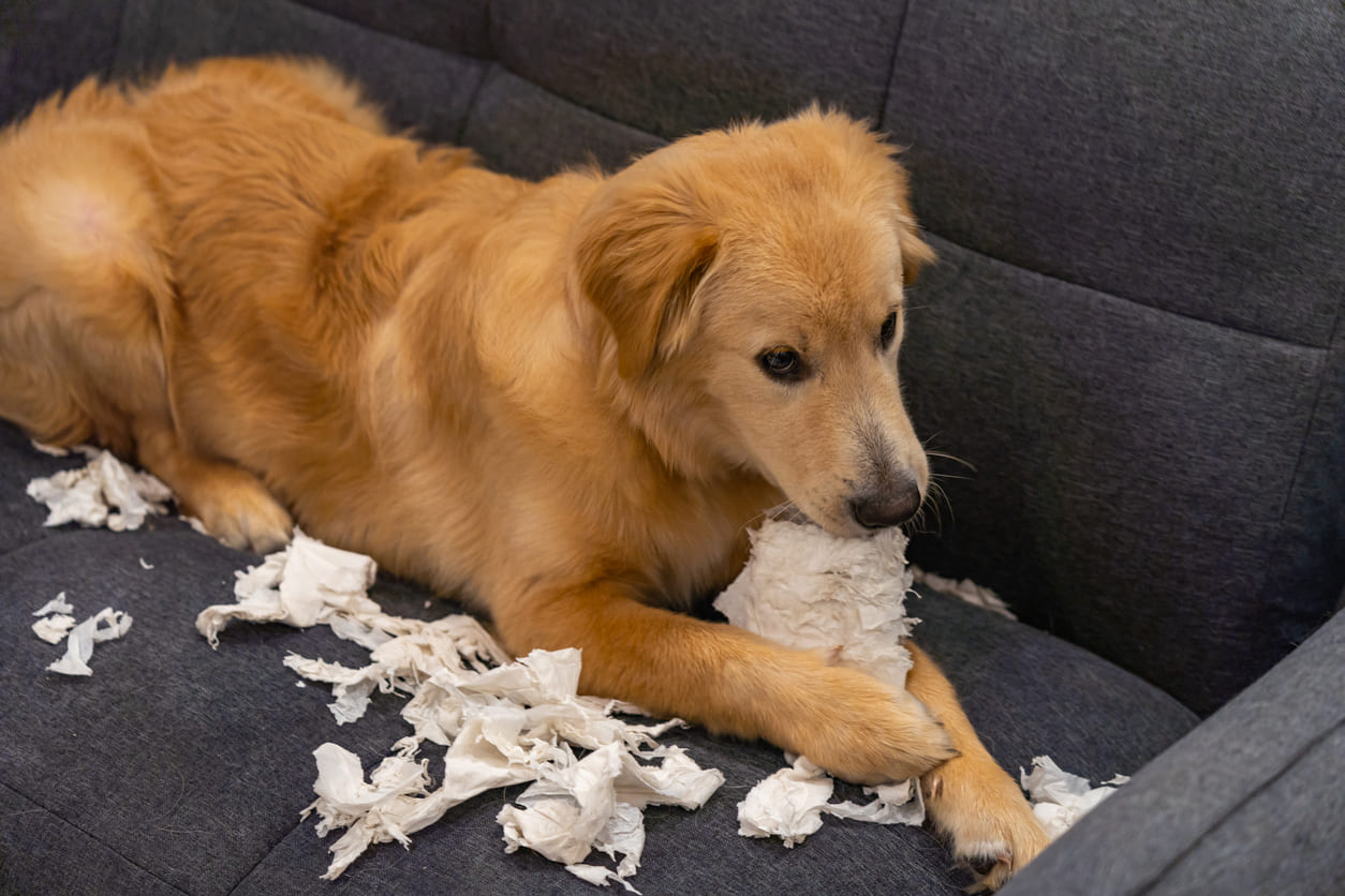Un Golden Retriever beige, couché sur un canapé, déchiquète du carton.