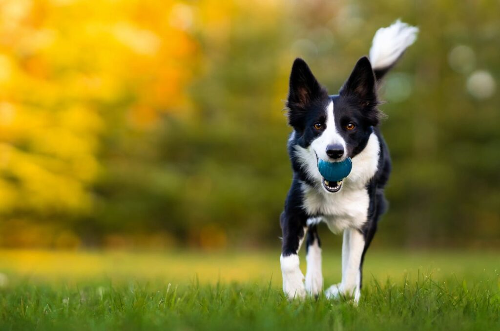 Jeune Border Collie courant dans la nature tenant un jouet dans la gueule par une journée ensoleillée.