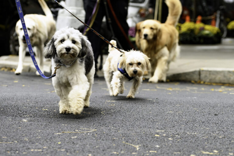 Balades collectives chiens en milieu urbain
