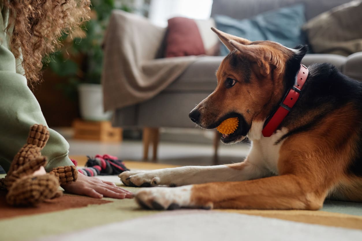 Un chien tenant une balle dans la gueule jouant avec son humaine dans le salon et entouré de jouets.