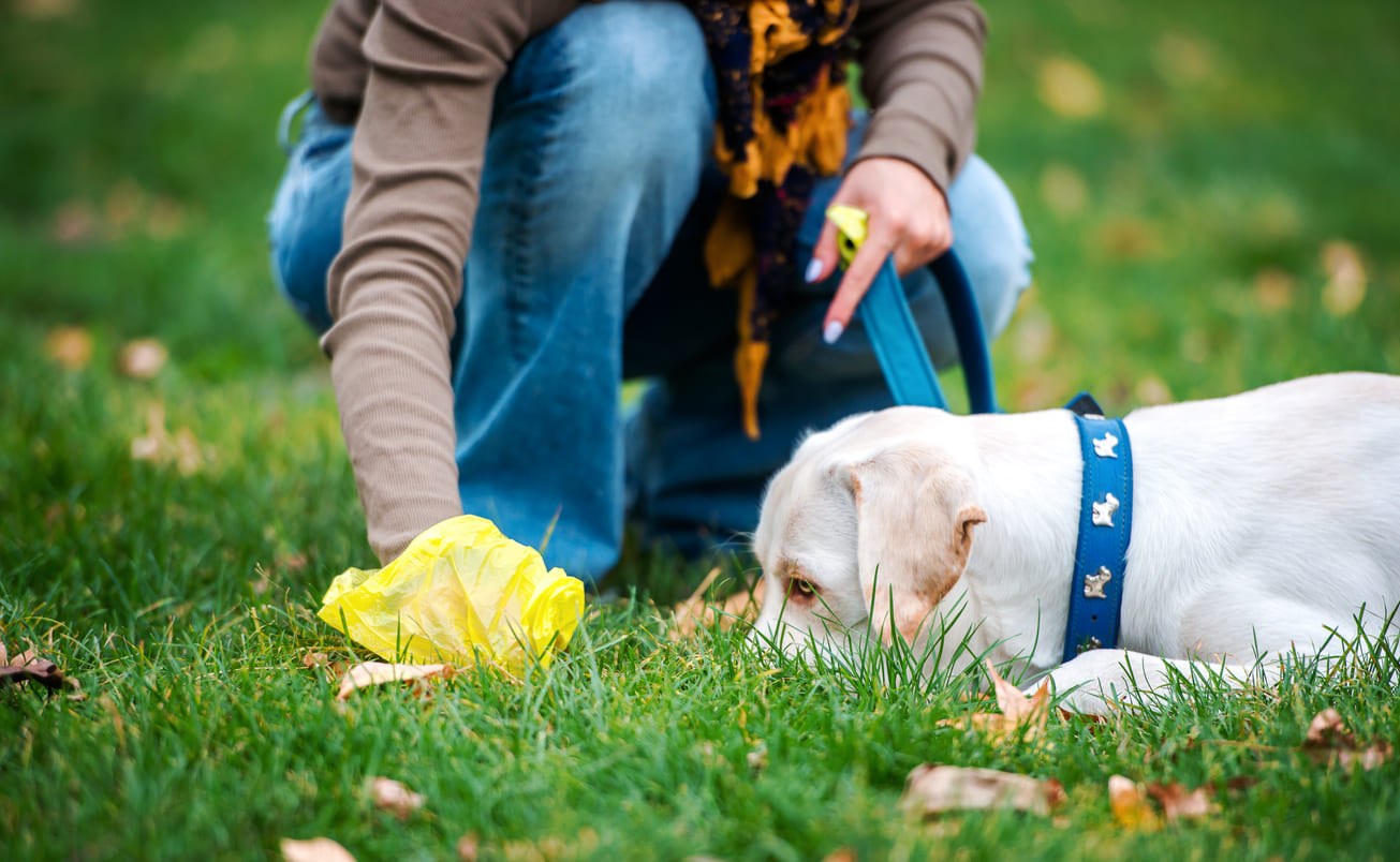 Personne qui ramasse les crottes d'un chien avant qu'il ne les mange