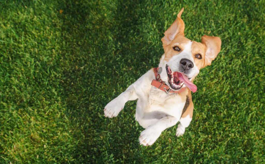 chien qui saute
