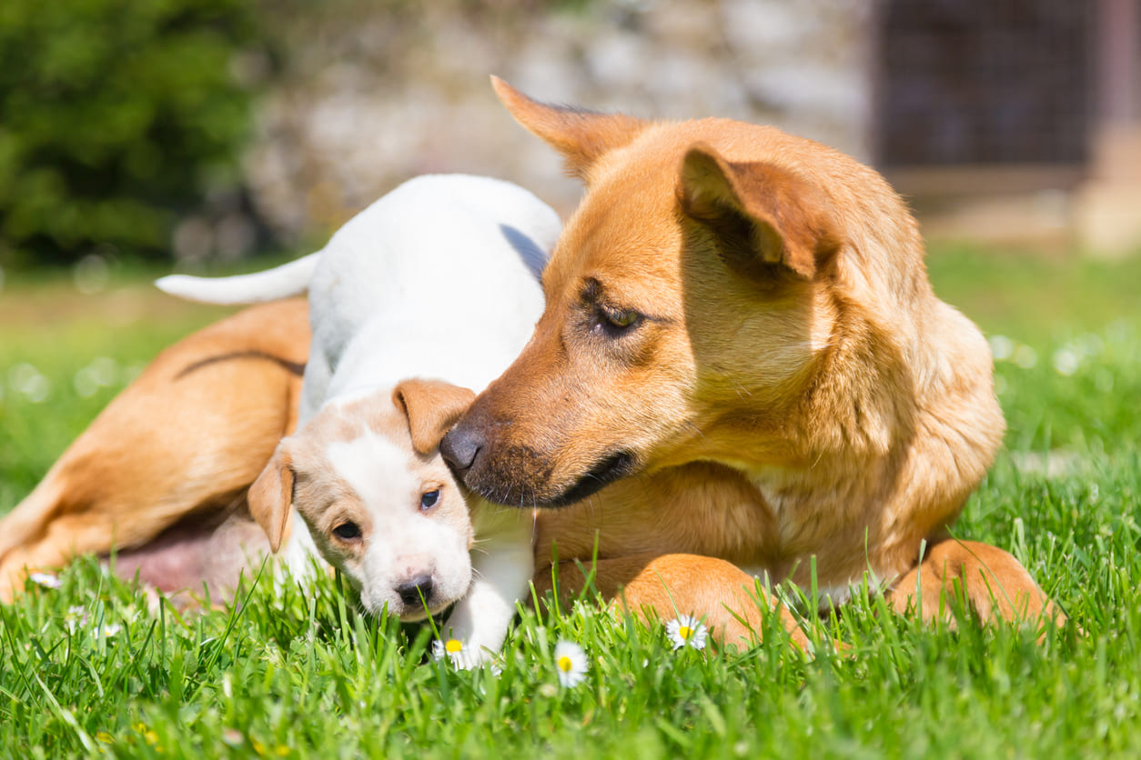 Chiot jouant auprès d'un chien adulte couché dans l'herbe.
