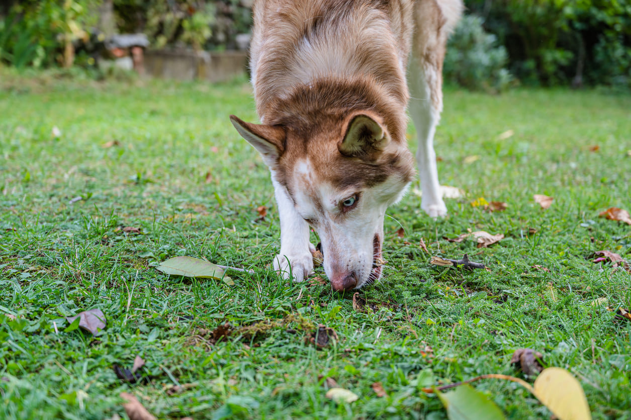 Un chien tenant une balle dans la gueule jouant avec son humaine dans le salon et entouré de jouets.
