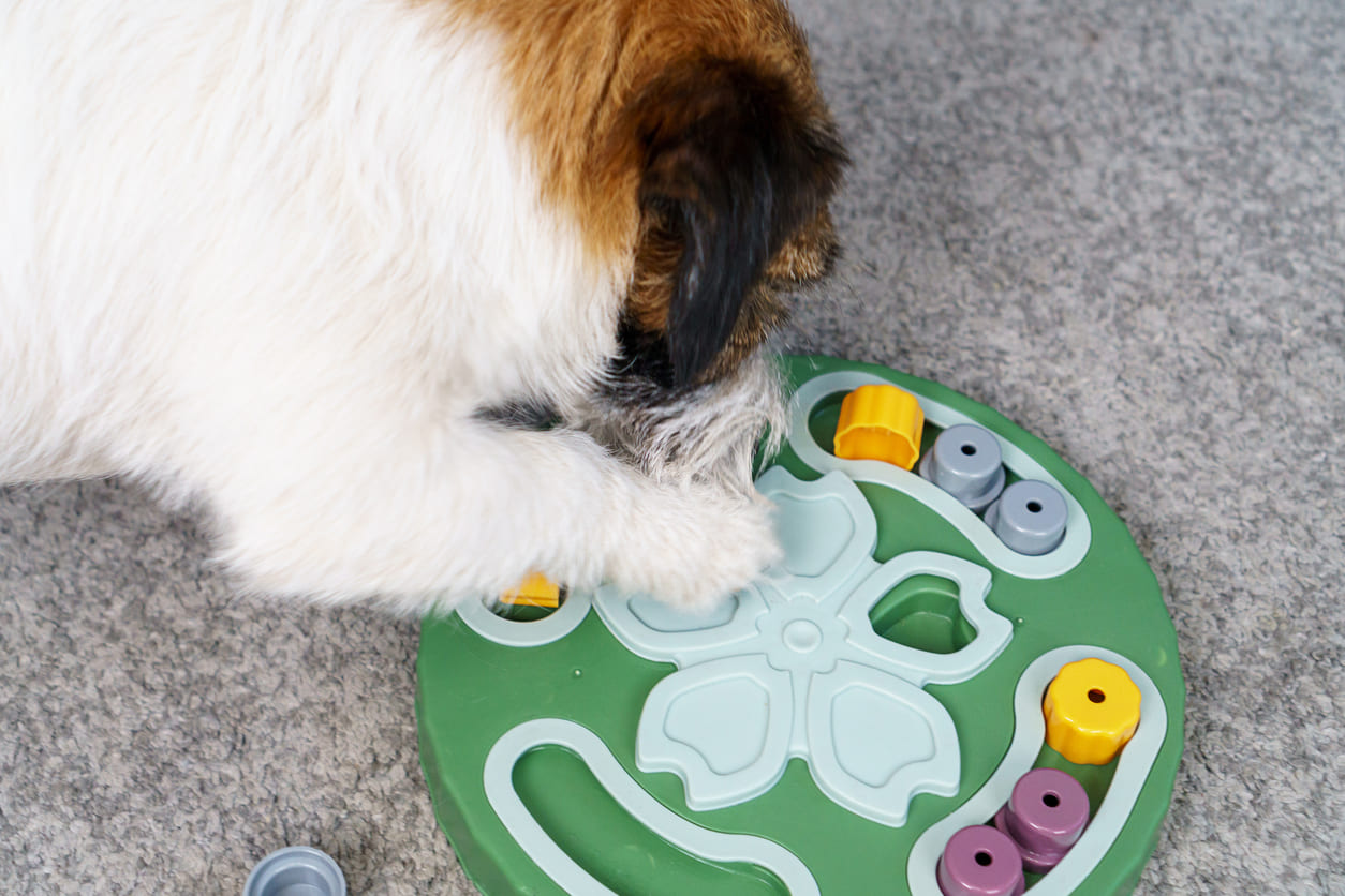 Chien cherchant des friandises cachées dans un jeu d'intelligence.