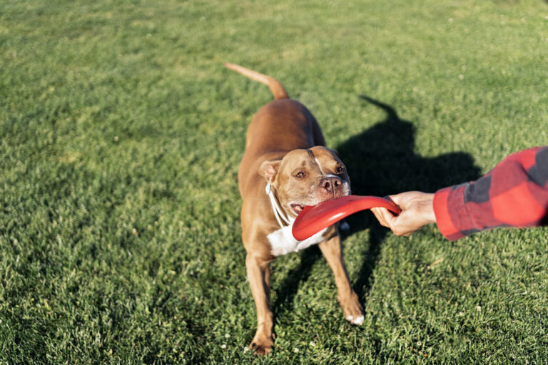 Chien jouant au frisbee avec un humain