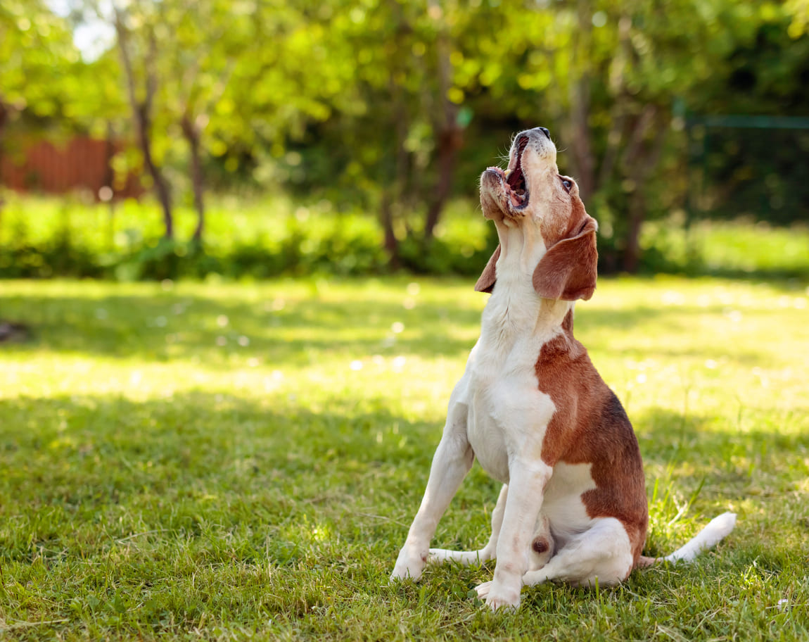 Chien assis dans un parc ensoleillé, aboyant et levant la tête vers le ciel.