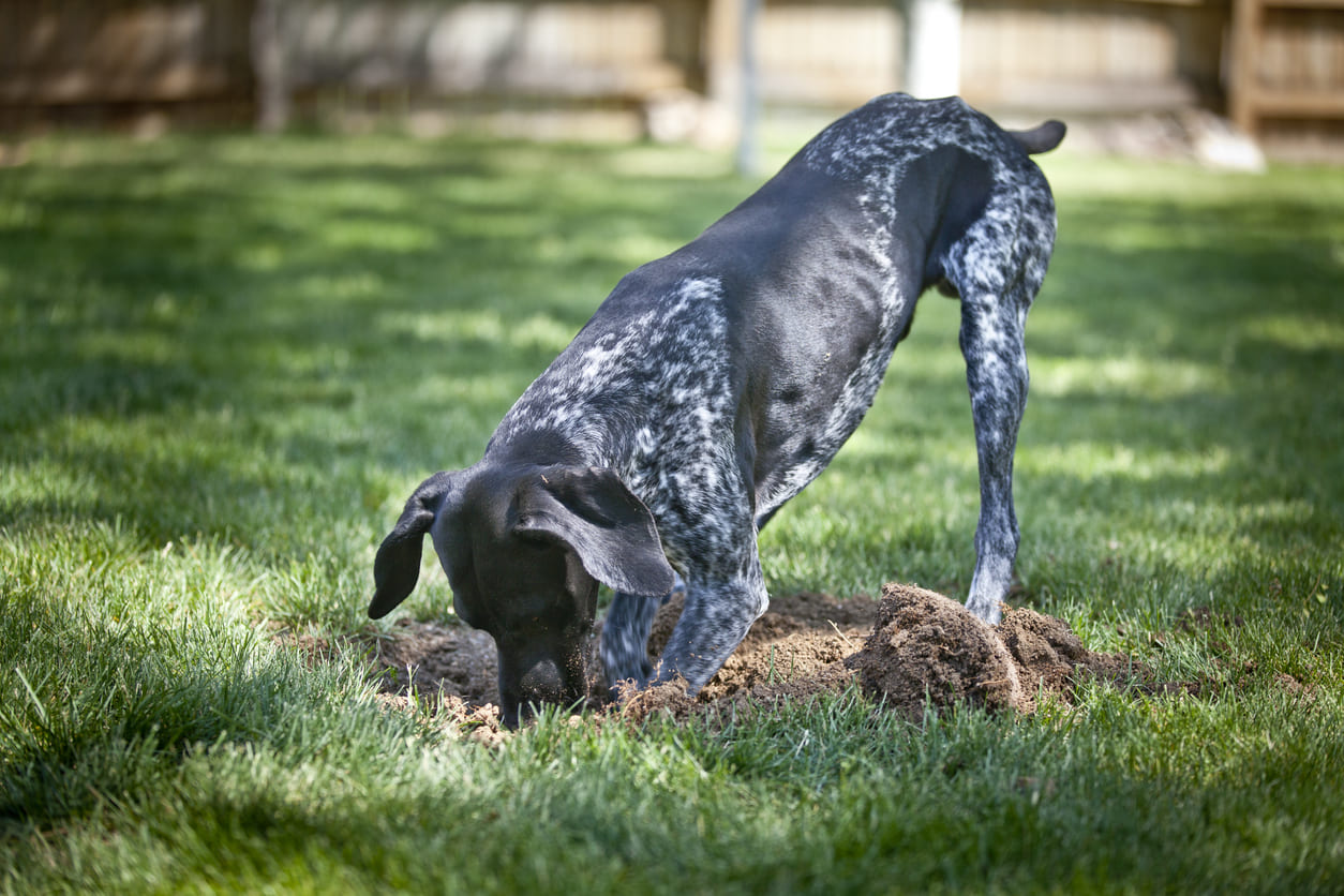 Chien creusant un trou dans le jardin.