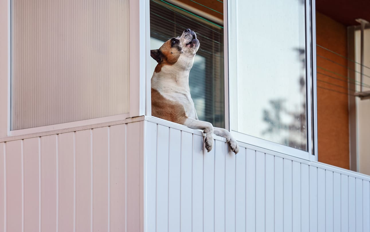 Chien seul sur le balcon d'un appartement, aboyant, tête relevée vers le ciel.