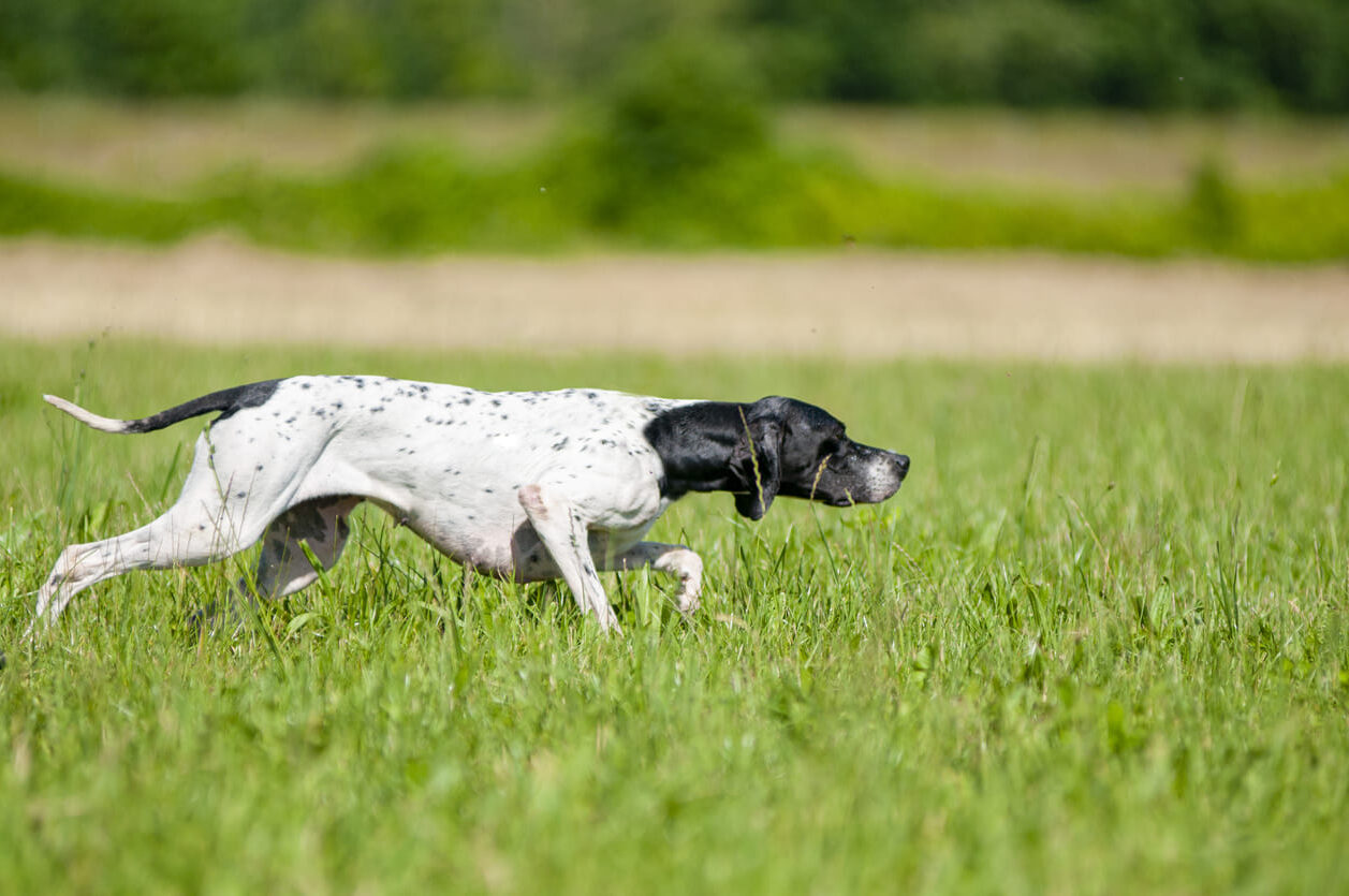 Chiot couché près de sa mère.
