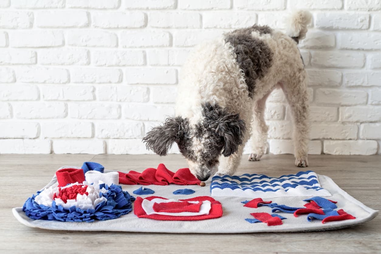 Chien gris et blanc cherchant des friandises dans un tapis de fouille bleu, blanc et rouge.