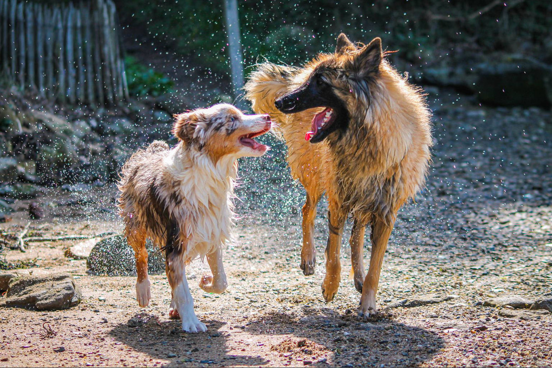 Deux chiens jouant ensemble.