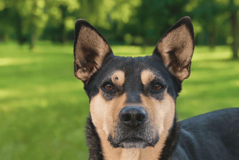 Chien assis dans un parc ensoleillé, regardant fixement le photographe.