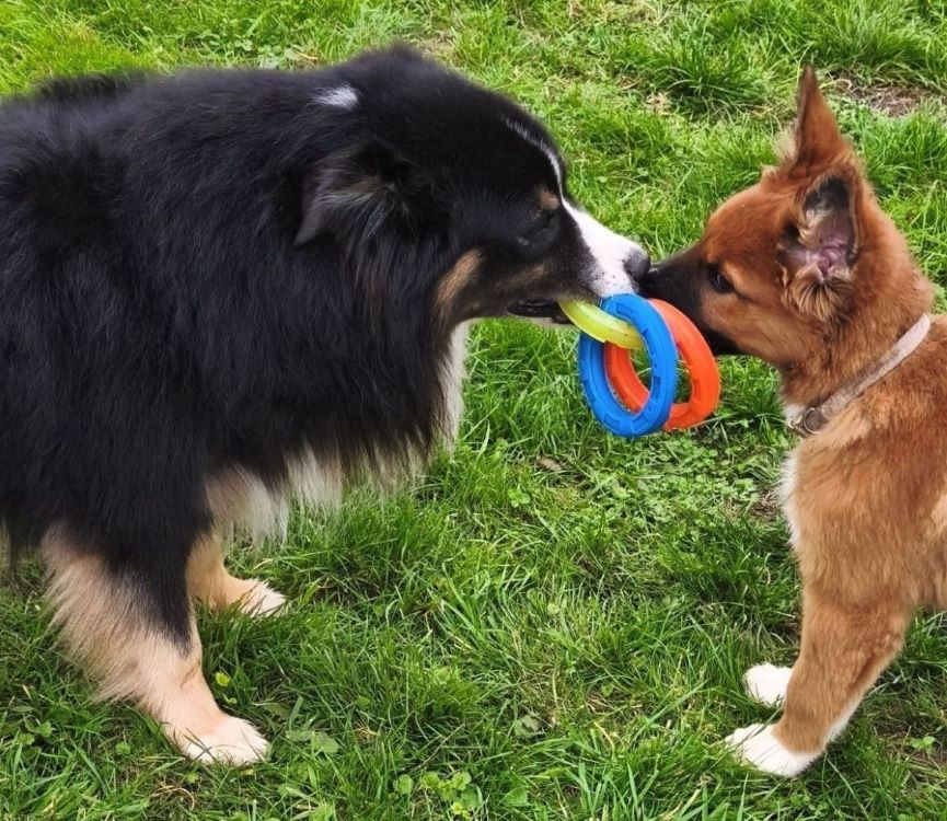 Deux chiens tenant le même jouet dans la gueule.