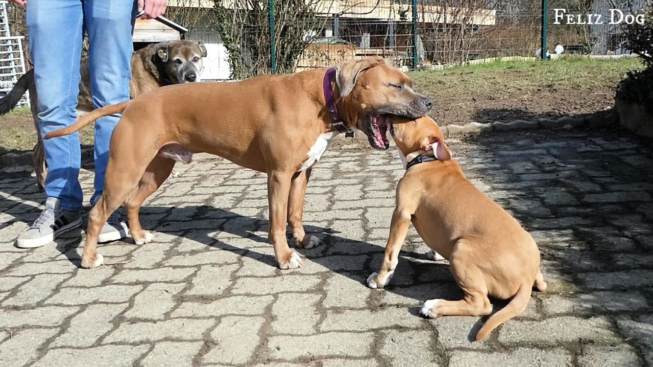 Interaction entre un petit chien et un grand chien.