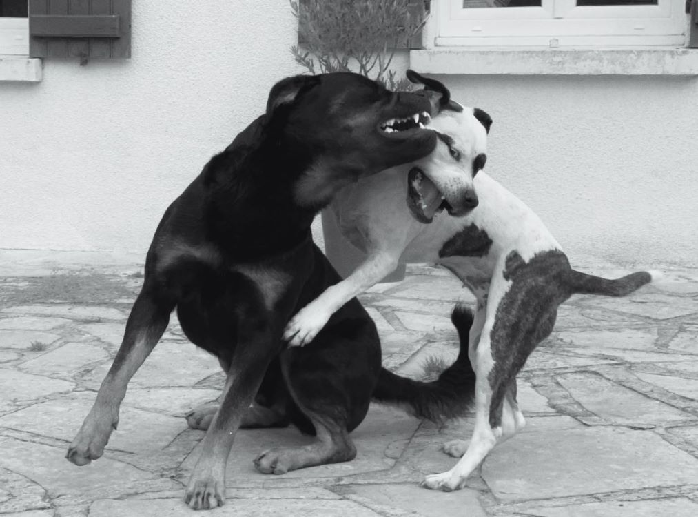 Interaction entre deux chiens adultes.