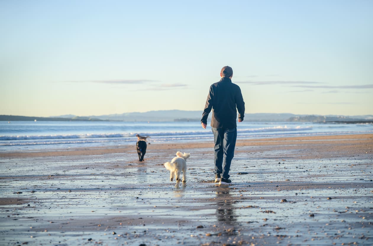 Deux chiens se promènent sans laisse sur la plage avec leur humain.