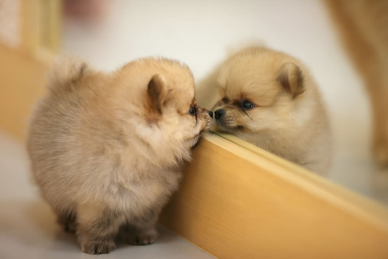 Chien gris et blanc cherchant des friandises dans un tapis de fouille bleu, blanc et rouge.