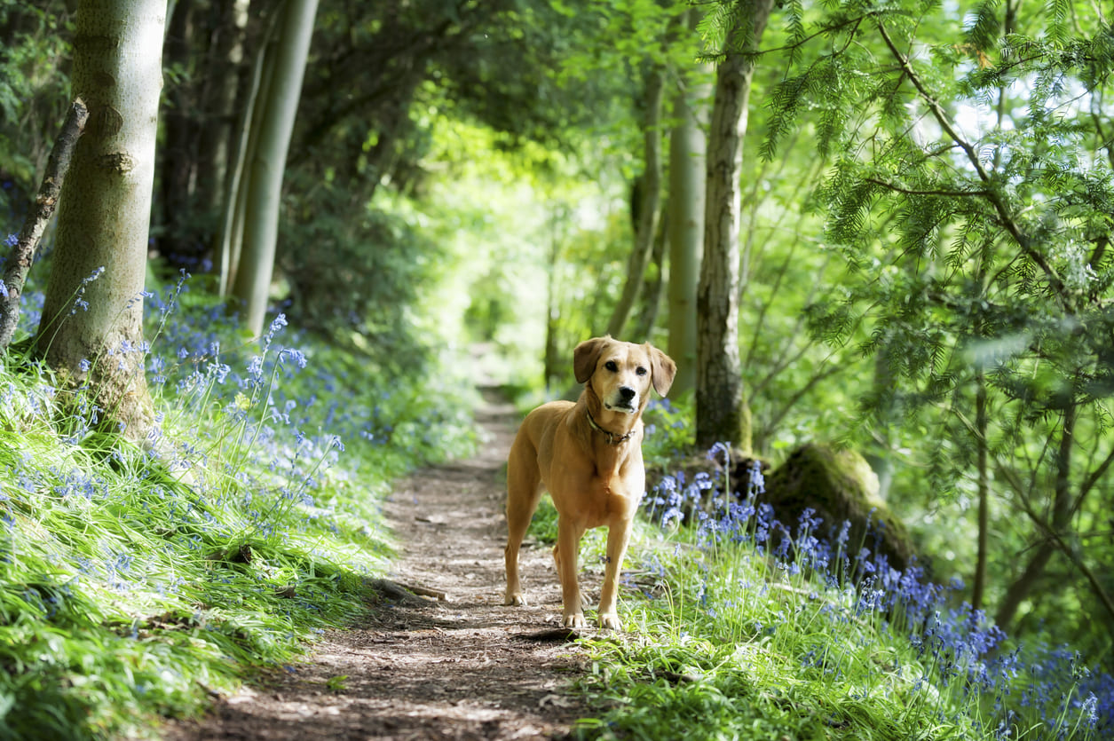 Chien debout sur un sentier verdoyant et fleuri, en forêt, sans laisse.