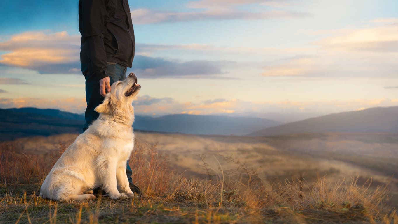 Chien assis à côté d'un humain, appréciant une caresse sur sa tête, dans un paysage montagneux.