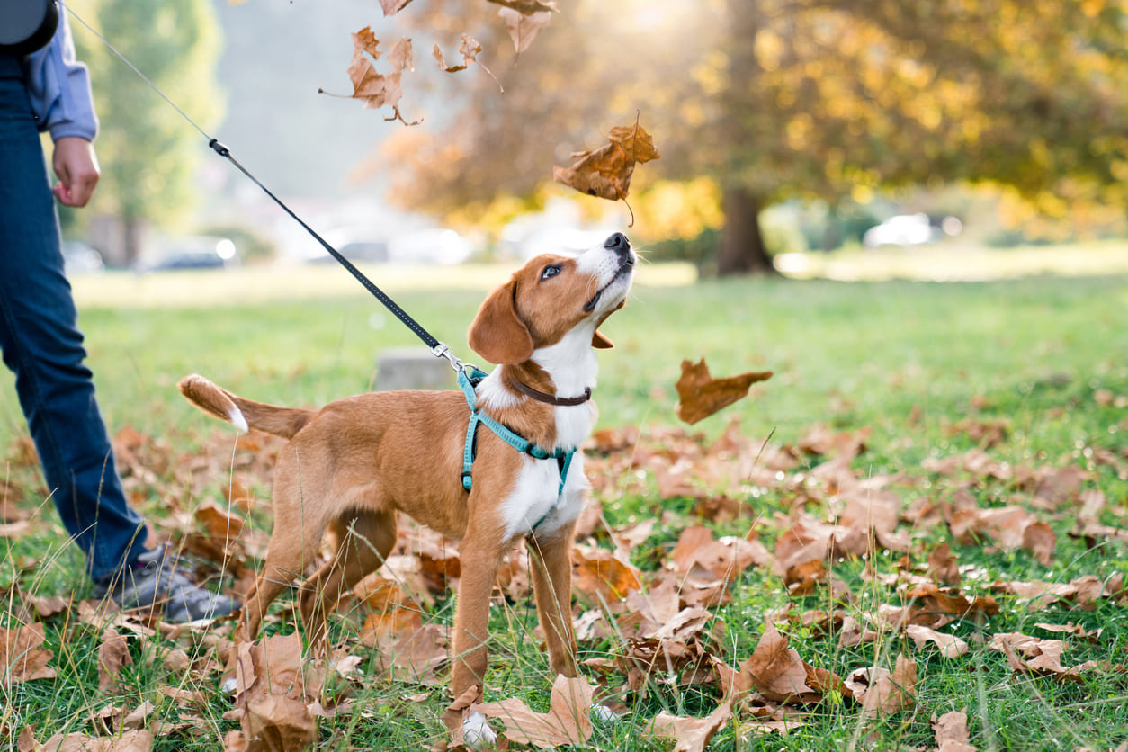 Chien tenu en laisse dans un parc en automne sentant une feuille en train de voleter vers le sol.