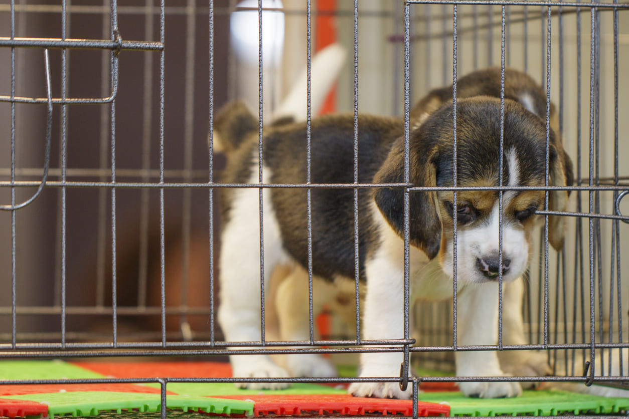 Chiots enfermés dans une cage, attendant d'être vendus lors d'un salon du chiot.