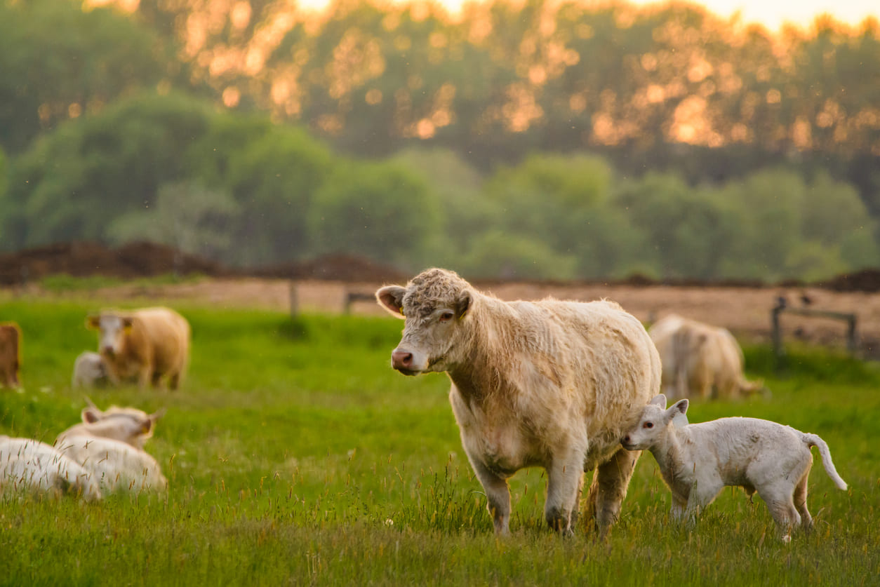Bovins dans un pré, zoom sur une vache et son veau.
