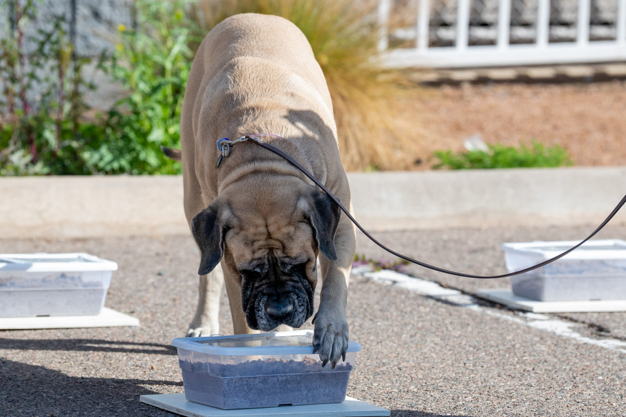 chien reniflant une boite à odeurs pendant un exercice de recherche utilitaire.