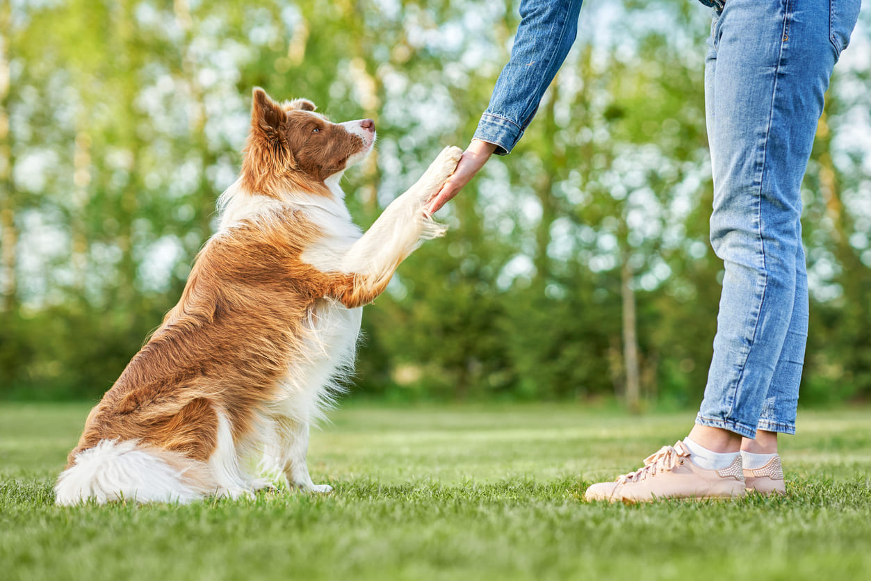 Chien Berger Australien marron et blanc, assis, sa patte posée dans la main d'une femme penchée vers lui.