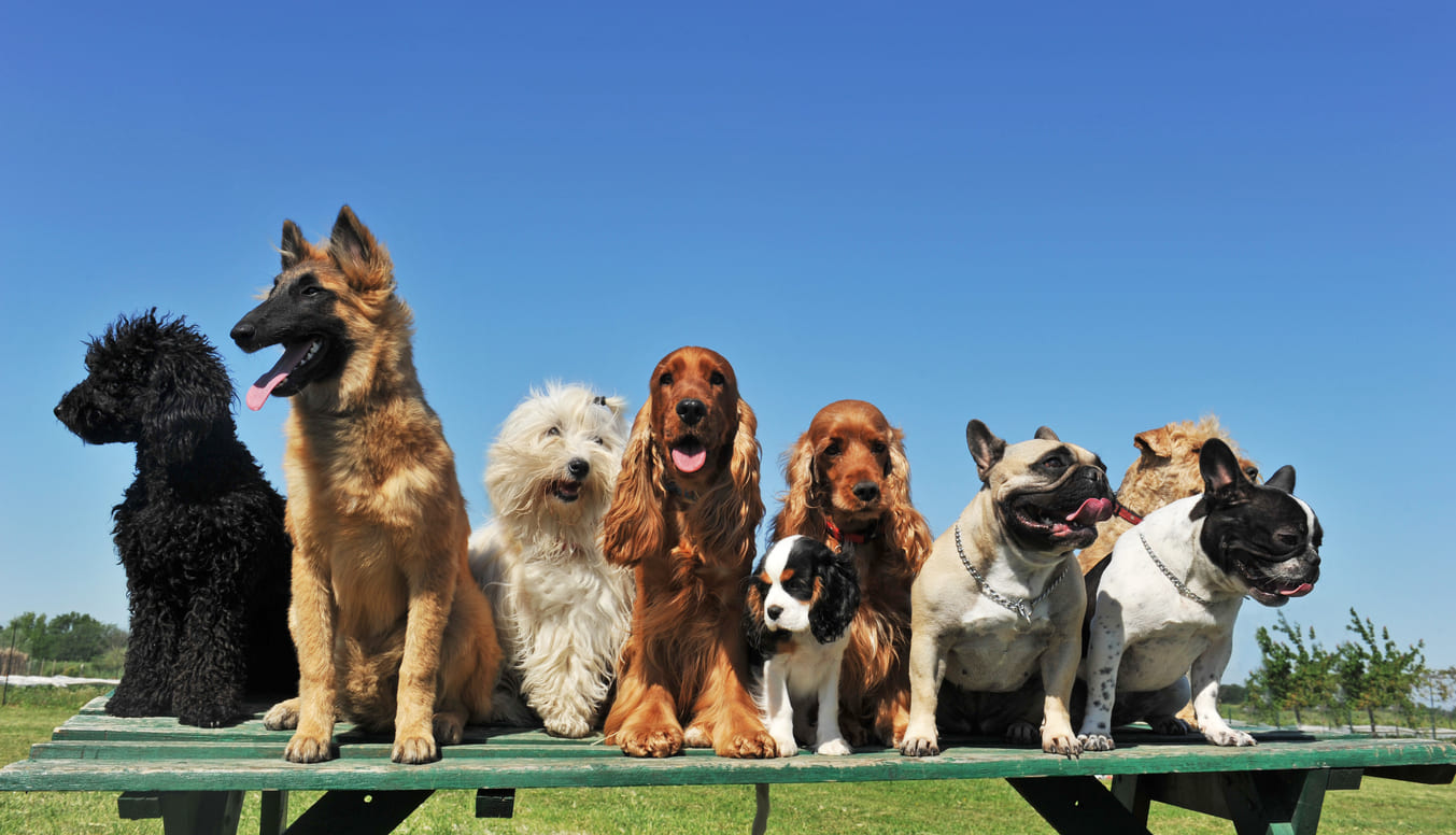 Chiots enfermés dans une cage, attendant d'être vendus lors d'un salon du chiot.