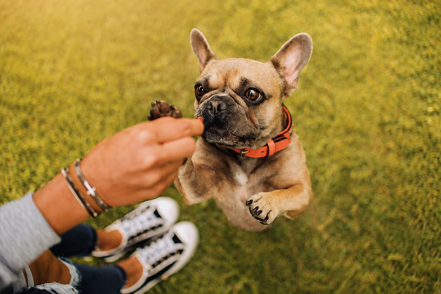 Petit chien debout sur ses pattes arrières pour attraper une friandise.