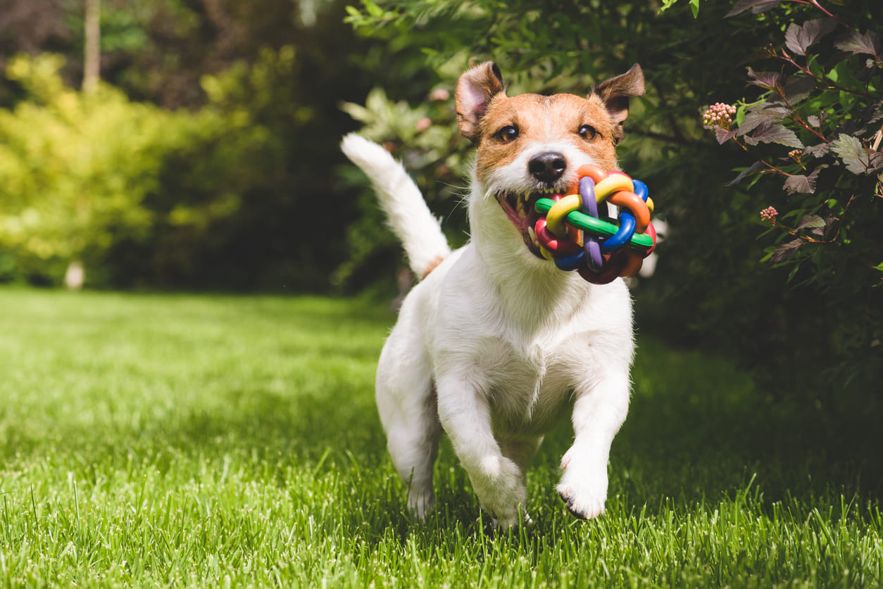 Chien courant droit vers le photographe, dans un jardin, tenant un jouet coloré dans sa gueule.