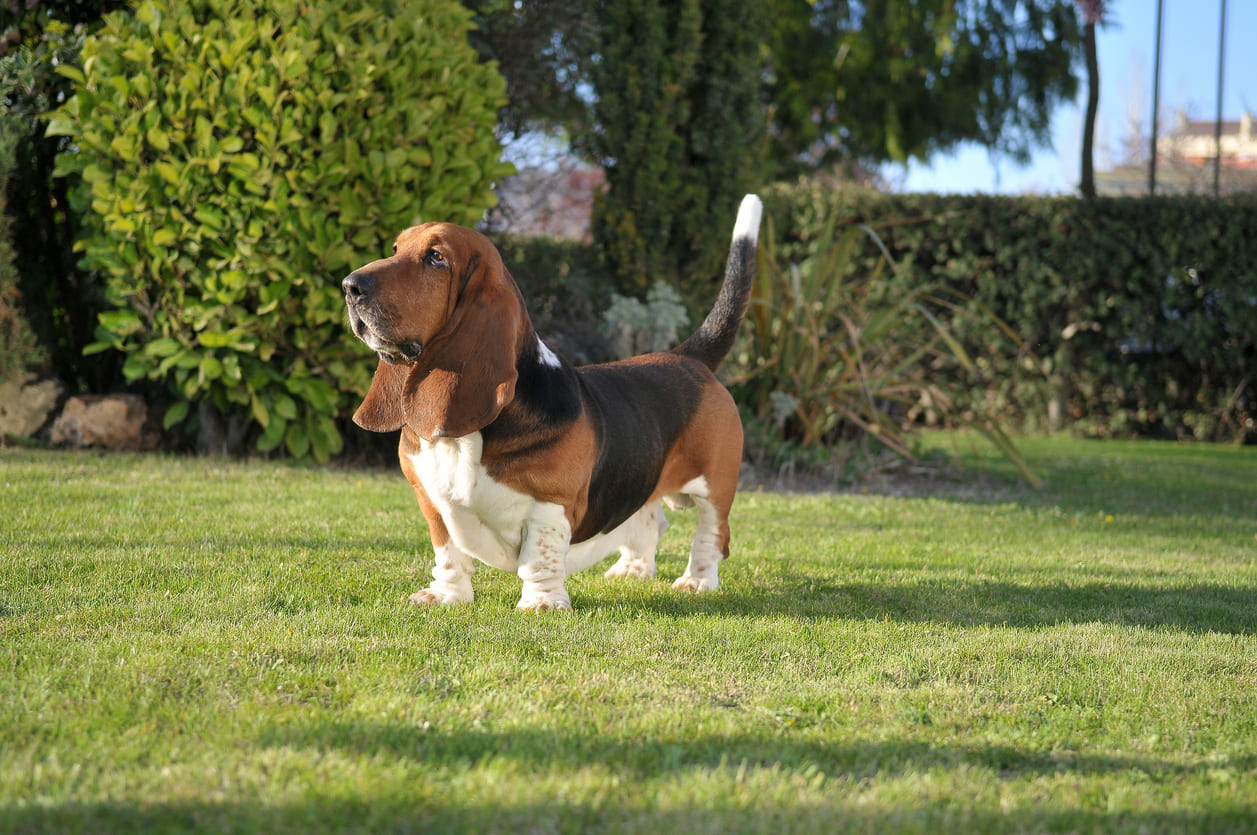 Chien de race Basset Hound debout, dans l'herbe