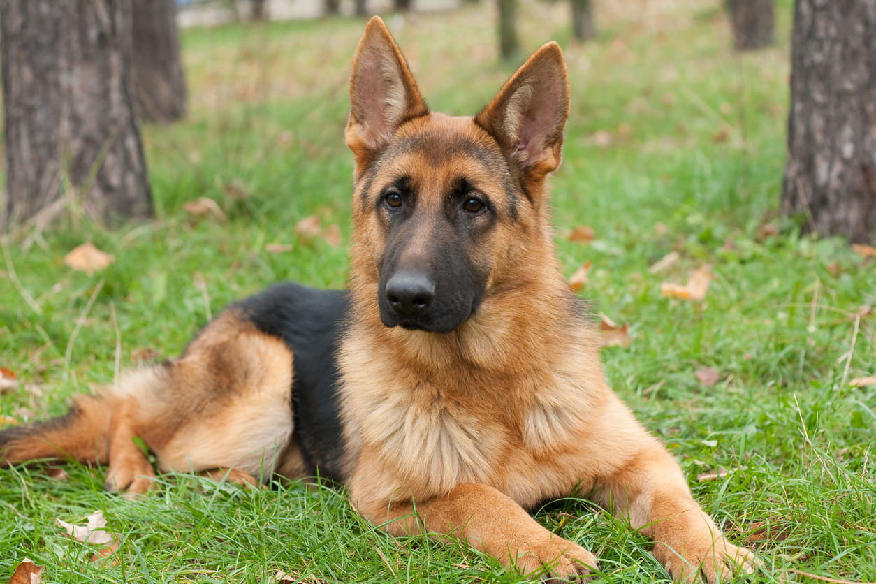 Chien Berger Allemand couché dans l'herbe