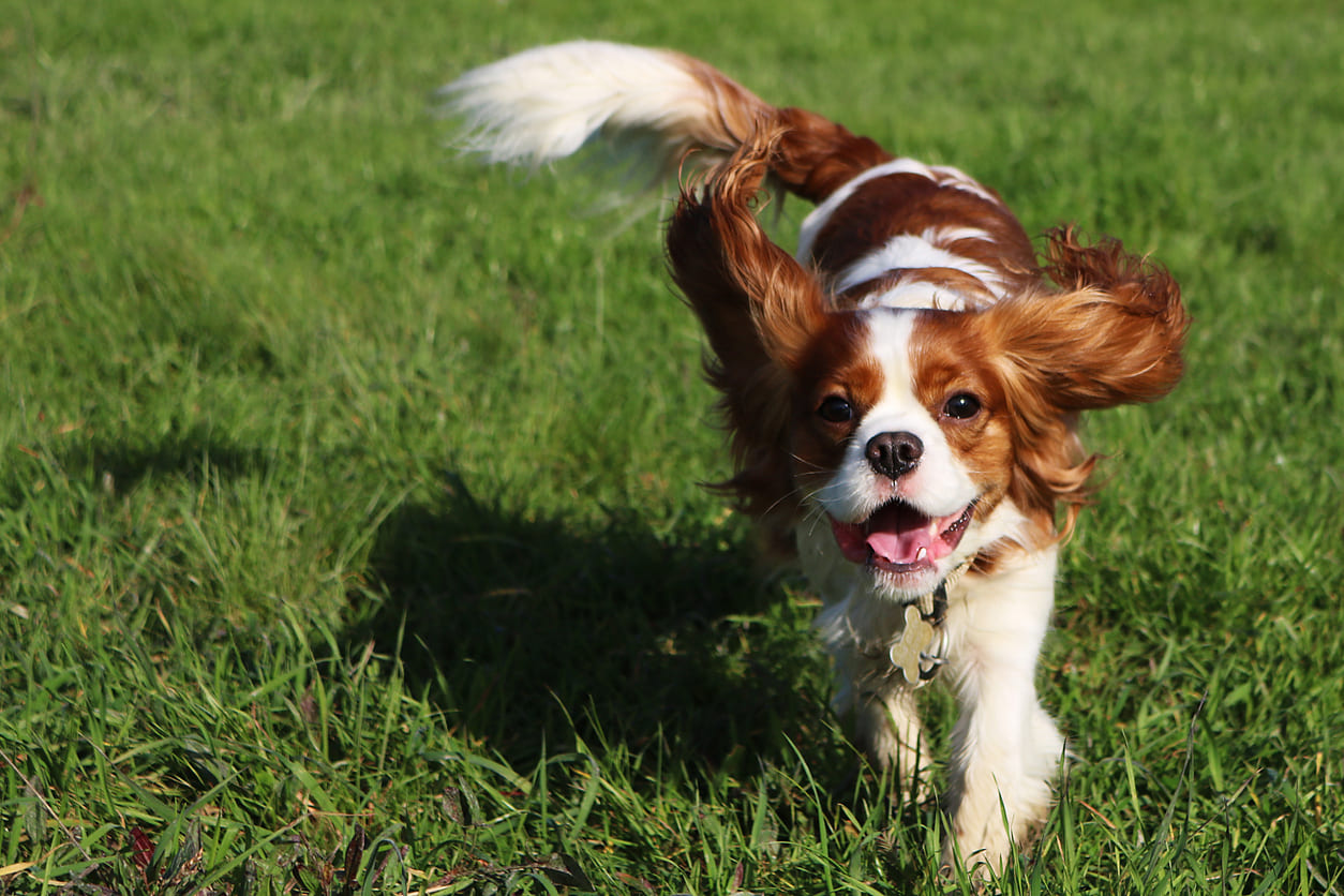 Chien de race Cavalier King Charles courant dans l'herbe vers le photographe