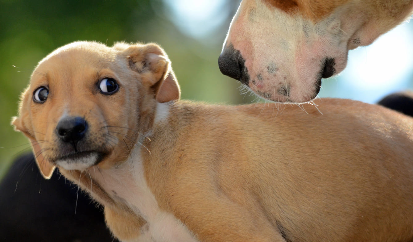 Chien assis, regardant l'objectif d'un air craintif.