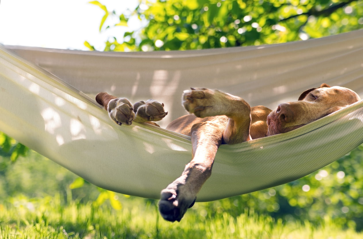 Chien allongé dans un hamac, complètement détendu, dans un jardin ensoleillé.